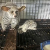 オオガラコの赤ちゃんが生まれました