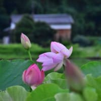 雨に打たれたハスの花
