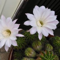 サボテンの花、その２