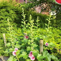 1年前にも同じ花