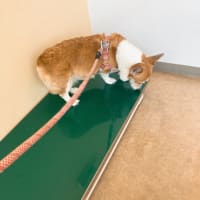 こいなりちゃん。再び病院へ