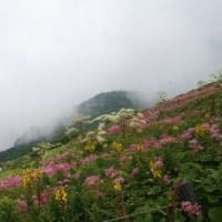 日本百名山の一つ、伊吹山は、今、百花繚乱美景、ドキドキ眺め　(岐阜県・滋賀県県境)