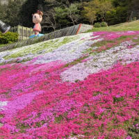 花見