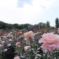 京成バラ園へ
