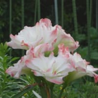 6/21　めぐり～散歩道の花たち(56)