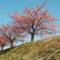春日部市の河津桜