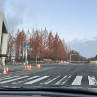 メタセコイア　　　四季の詠んでみよう詠んでみよう