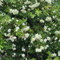 我が家の花達
