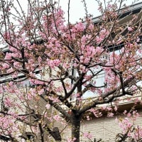 河津桜が咲いて