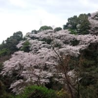 ボランティアの花見と桜