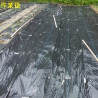 夏野菜苗の植え付け／枝豆の植え付け準備