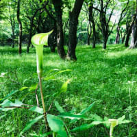 山中湖の植物