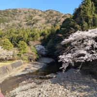 横輪桜