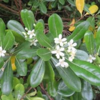 白い花  (ネジキ、トベラ、スイカズラ、テイカズラ　エゴノキ) 咲いています