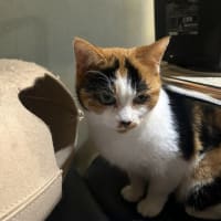 看板猫のいるお店で猫飲み スナック仔猫さん (2408)
