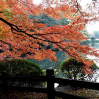 素晴らしい新宿御苑の紅葉