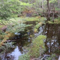 凡のひとりごと　　　　八ヶ岳、ミドリ池