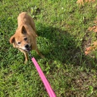 生活困窮者の多頭飼育崩壊