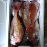 男鹿の鯵や鯛をおにぎりに