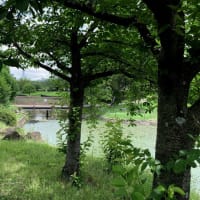 遅すぎた白鷺公園の花菖蒲　　　　2025.06.16