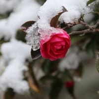 大雪警報～～