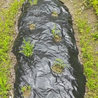 ５月の和久屋