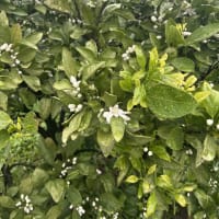 みかんの花が（＾＾）咲いてきました（＾＾）
