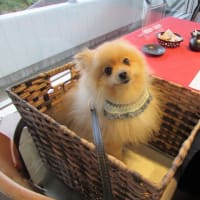 ２０２５．５．１９．２０．２３のわんちゃん(=^ェ^=)