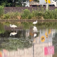 田植え前のたんぼで　白鷺
