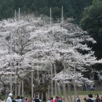 12月に入り、コロナ更新中。。。