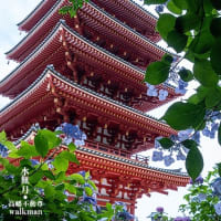 あじさい彩々。