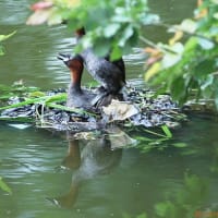 カイツブリ　命をつなぐ