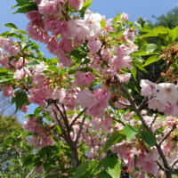 4月14日 旅の花 (八重桜、ツツジ、リキュウバイ)