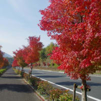 内子町国道56号線沿いの紅葉がかわいそう