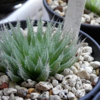 梅雨明けも待たずに弱るハオルチアかな