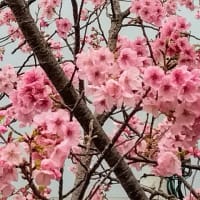 帰郷