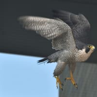 水無月の街隼