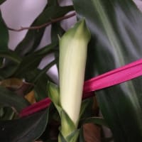 幸せの木に子供ができました。