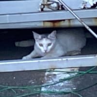 夕ウォーキングの風景。令和7年7月12日。慣れているシロちゃんと、慣れていない二匹。