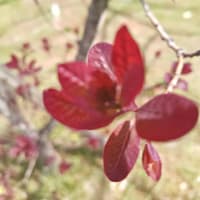 桜もまだ頑張て咲いてます
