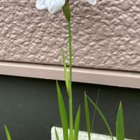 カキツバタの白色が咲いた