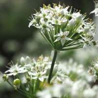 におい香る......ニラの花