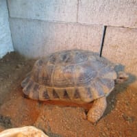 マルギ13♀ふれあ、2025年２ｎｄクラッチ！！