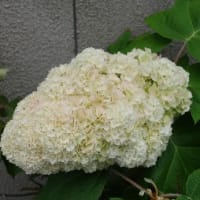 箕面萱野駅開業キネン乗り継ぎ（その16）