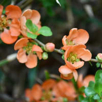 アンズにボケの花