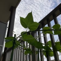 雨上がって、また暑さが戻ってきました。🌱