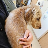 紅、注射の日