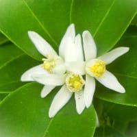 7月上旬の花写ン歩②