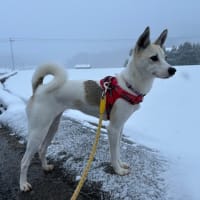 最強寒波到来