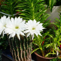サボテンの花